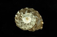 藏品(瘤珠螺)的圖片